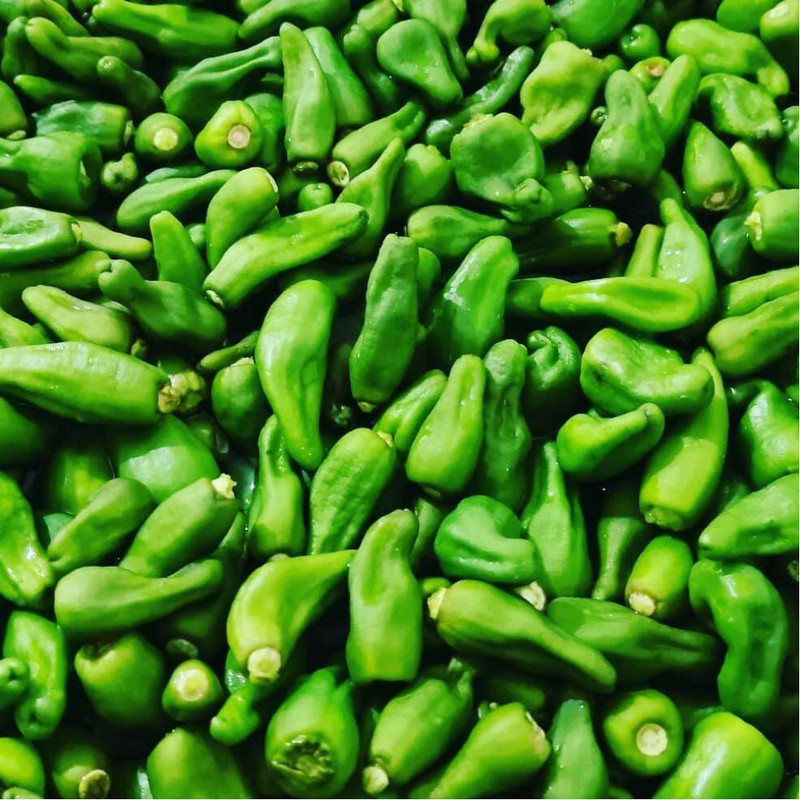 اکسین فلفل محلی بسته بندی